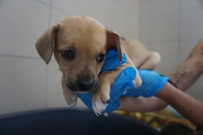 Pies do adopcji, Kraków, 16 lipca 2025