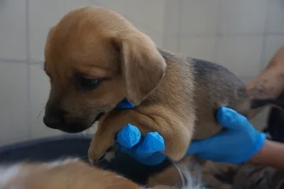 Pies do adopcji, Kraków, 16 lipca 2025