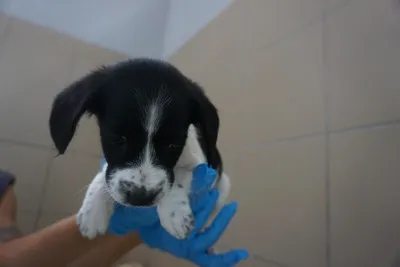 Pies do adopcji, Kraków, 17 lipca 2025