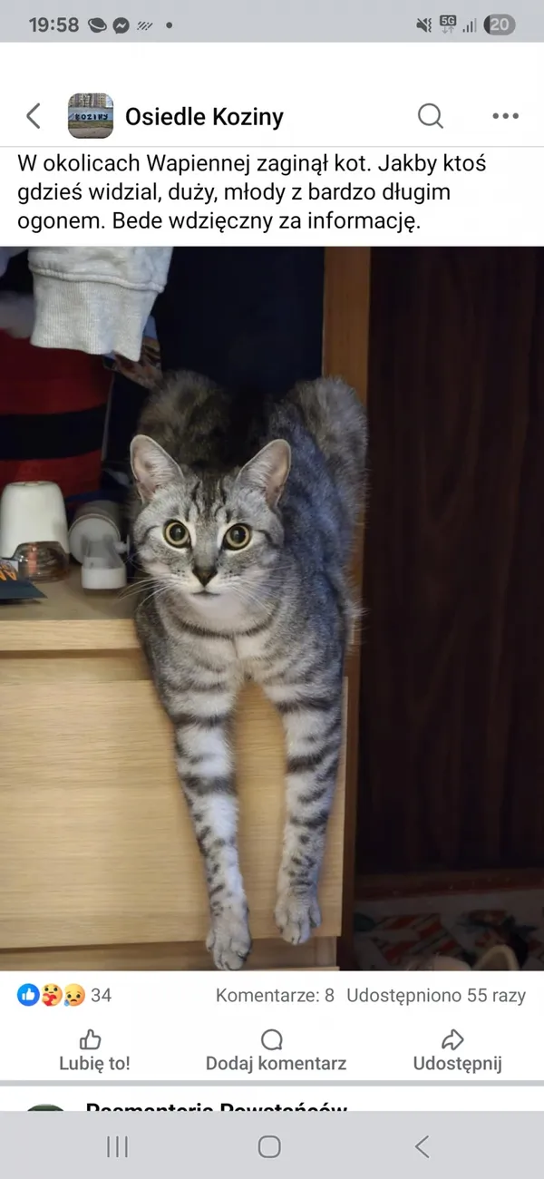 Zaginął kot, Łódź, 19 lipca 2025