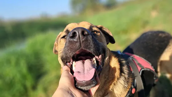 Pies do adopcji, Tatary, 2 września 2024 (1/3)