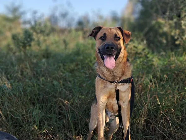 Pies do adopcji, Tatary, 2 września 2024 (2/3)