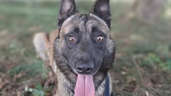 Pies do adopcji, Tatary, 13 sierpnia 2024 (1/3)