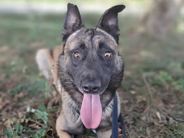 Pies do adopcji, Tatary, 13 sierpnia 2024 (3/3)