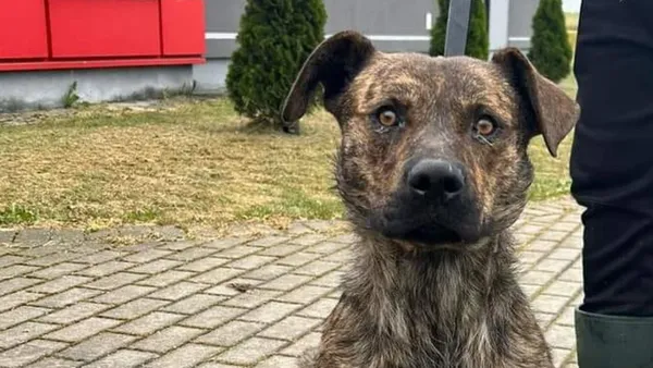 Pies do adopcji, Tatary, 21 maja 2024 (1/3)