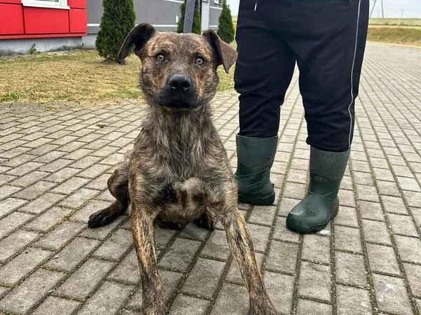 Pies do adopcji, Tatary, 21 maja 2024 (3/3)