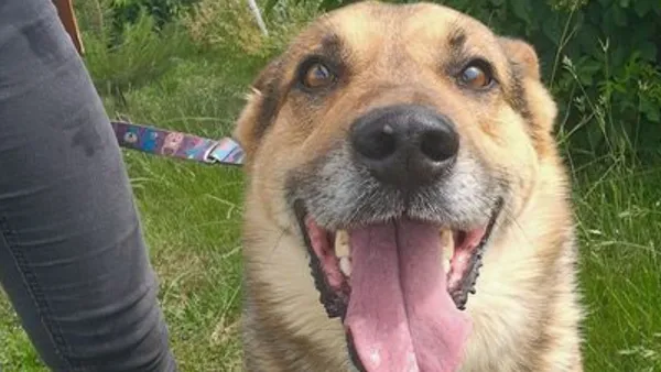 Pies do adopcji, Tatary, 2 maja 2024 (1/2)