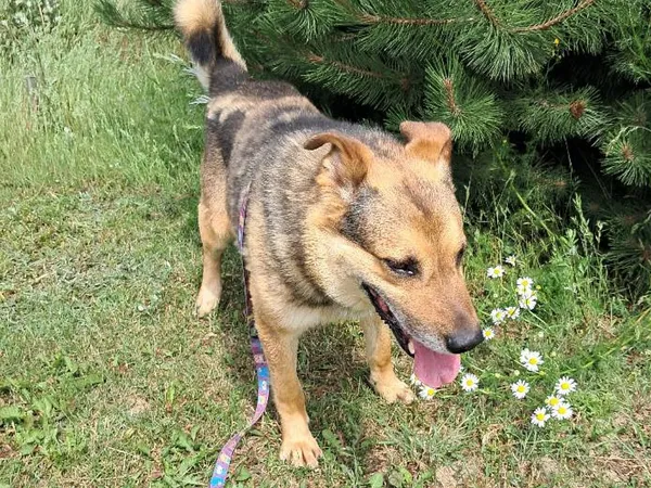 Pies do adopcji, Tatary, 2 maja 2024 (2/2)