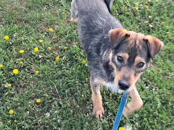 Pies do adopcji, Tatary, 27 marca 2024 (2/2)