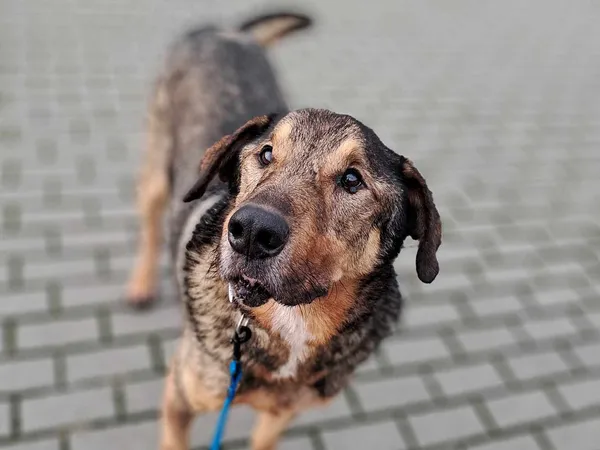 Pies do adopcji, Tatary, 14 maja 2018 (3/4)