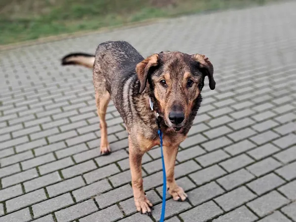 Pies do adopcji, Tatary, 14 maja 2018 (4/4)