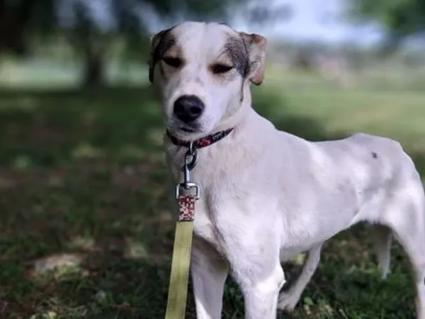 Pies do adopcji, Tatary, 25 kwietnia 2024 (3/4)