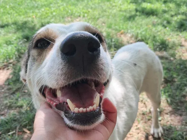 Pies do adopcji, Tatary, 25 kwietnia 2024 (4/4)