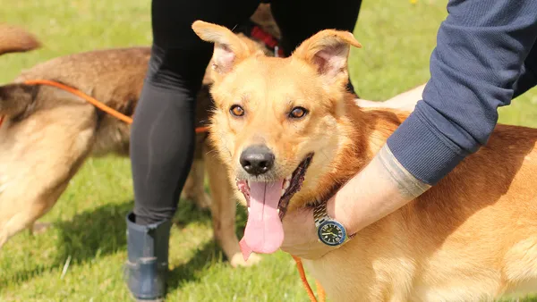 Pies do adopcji, Tatary, 17 września 2021 (1/5)