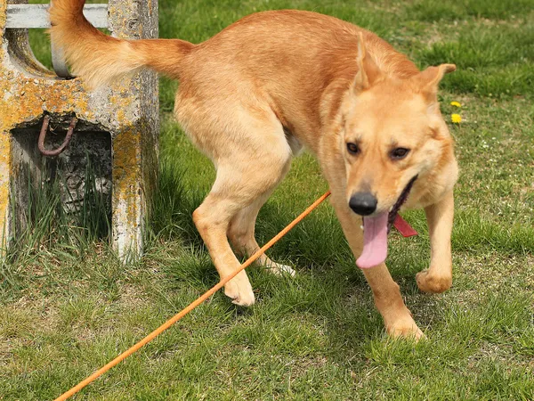 Pies do adopcji, Tatary, 17 września 2021 (2/5)