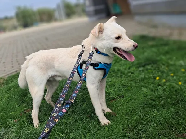 Pies do adopcji, Tatary, 21 listopada 2023 (2/2)