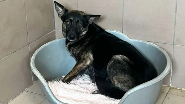 Pies do adopcji, Tatary, 13 sierpnia 2024