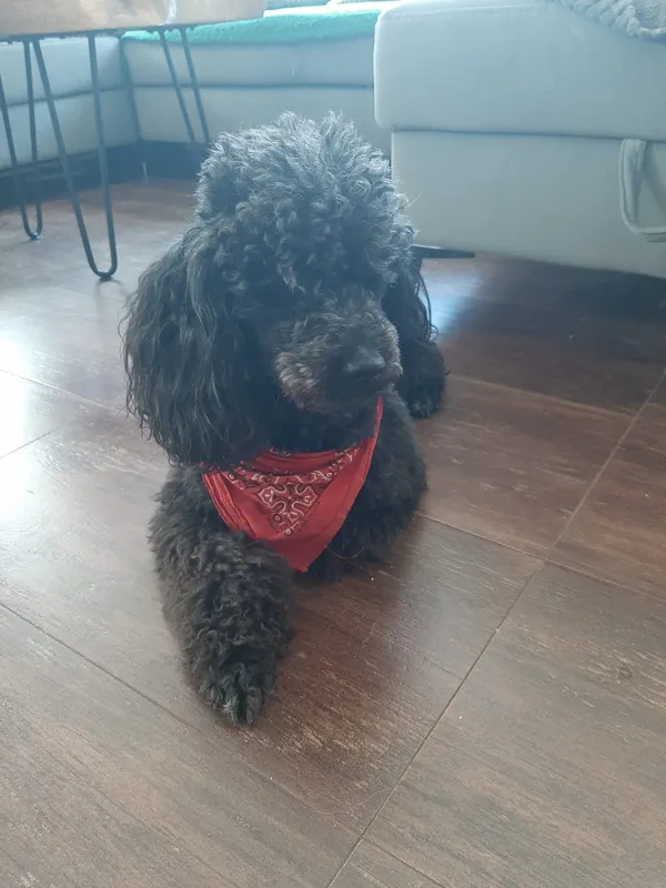 Zaginął pies, Przesieka, 20 lipca 2025