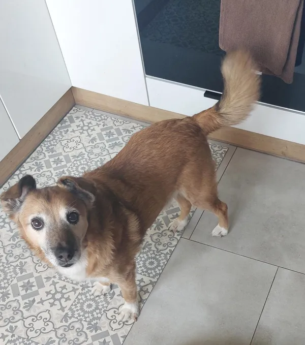 Zaginął pies, Świętochłowice, 20 lipca 2025