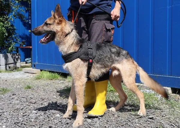 Znaleziono psa, Łódź, 19 lipca 2025 (3/5)