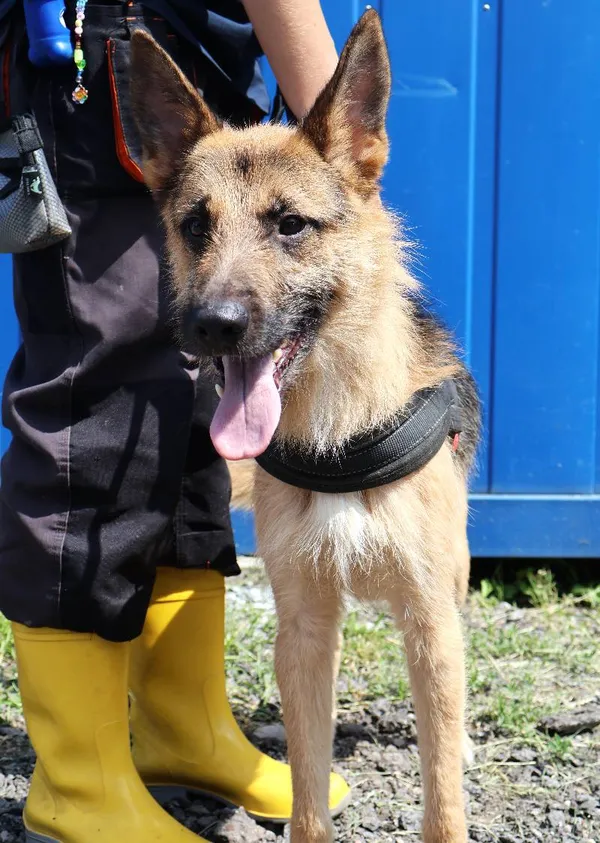 Znaleziono psa, Łódź, 19 lipca 2025 (4/5)