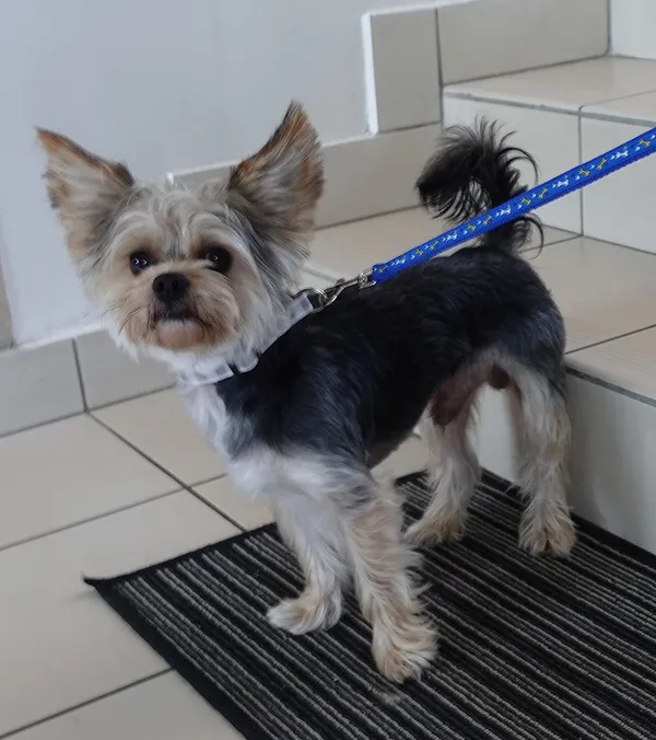 Znaleziono psa, Gdańsk, 20 lipca 2025