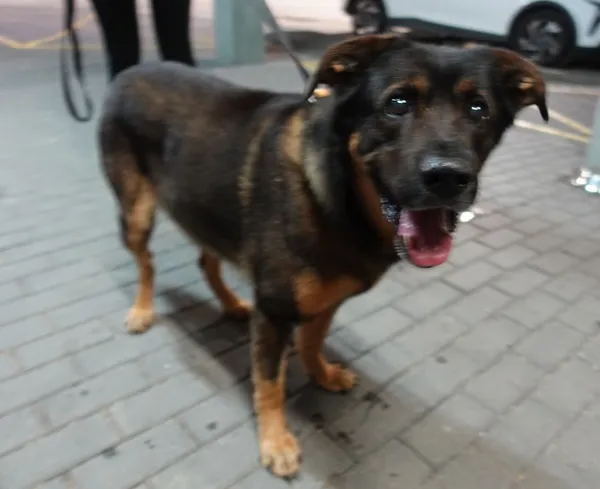 Znaleziono psa, Gdańsk, 18 lipca 2025