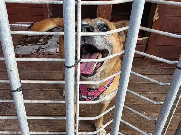 Pies do adopcji, Gorzów Wielkopolski, 20 lipca 2025