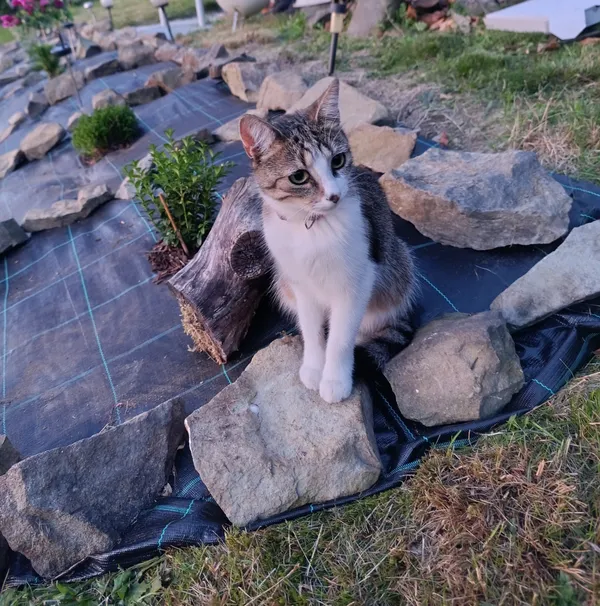 Zaginął kot, Pewel Wielka, 20 lipca 2025 (1/2)