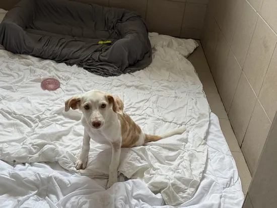 Pies do adopcji, Kraków, 6 lipca 2025