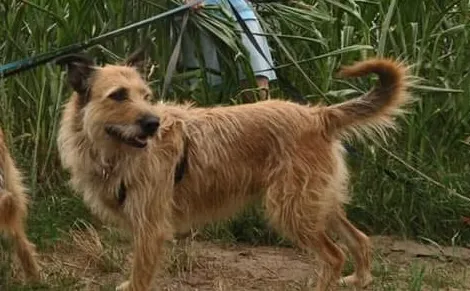 Zaginął pies, Dobra, 21 lipca 2025 (1/3)