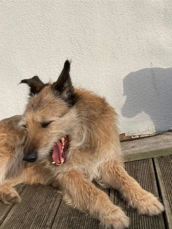 Zaginął pies, Dobra, 21 lipca 2025 (3/3)