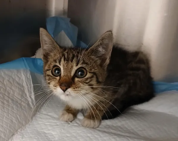 Kot do adopcji, Włocławek, 19 lipca 2025 (2/3)