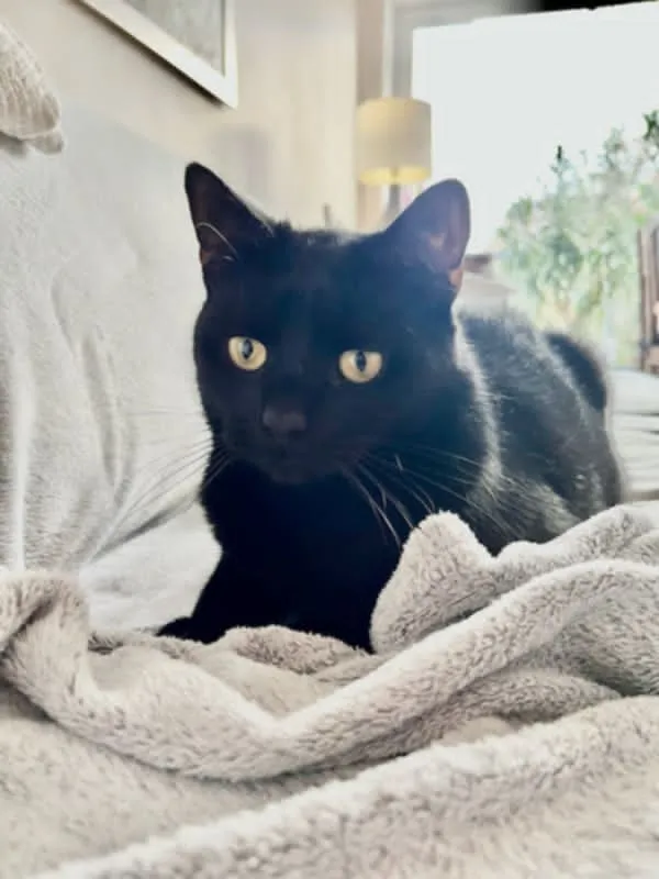 Zaginął kot, Łódź, 20 lipca 2025