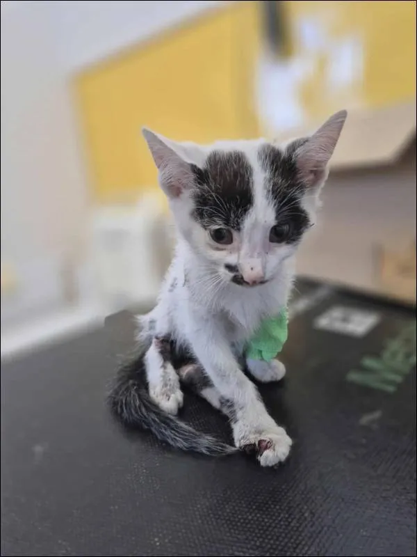 Znaleziono kota, Grudziądz, 20 lipca 2025