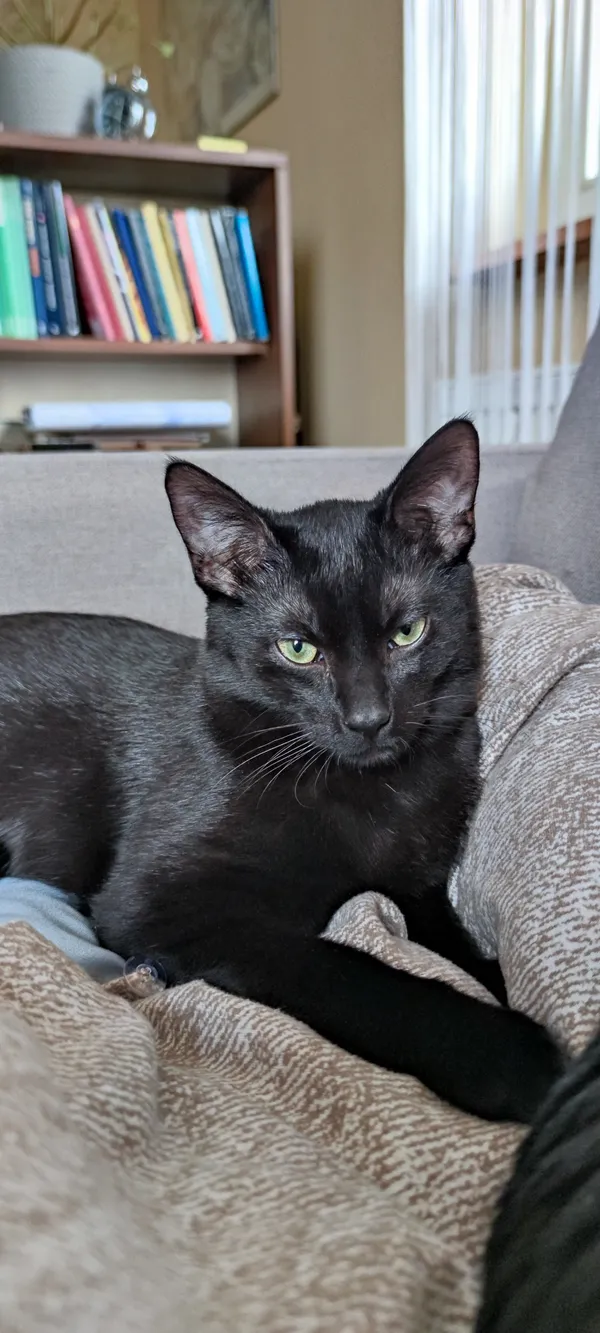 Zaginął kot, Kurów, 21 lipca 2025