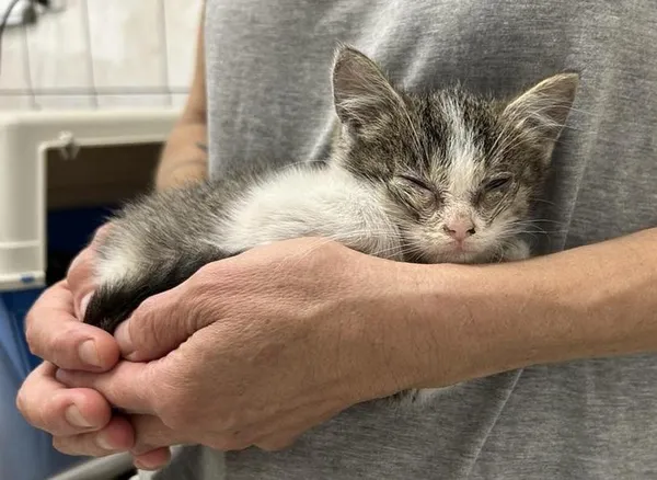 Znaleziono kota, Toruń, 19 lipca 2025