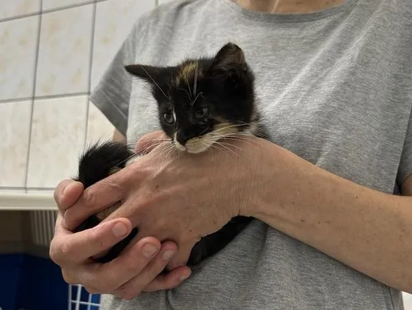 Znaleziono kota, Toruń, 19 lipca 2025