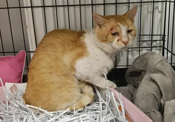 Znaleziono kota, Toruń, 18 lipca 2025