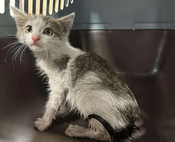 Znaleziono kota, Toruń, 18 lipca 2025