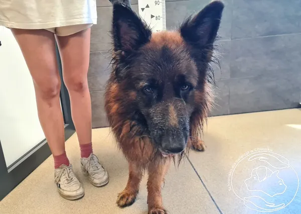 Znaleziono psa, Chełmek, 19 lipca 2025