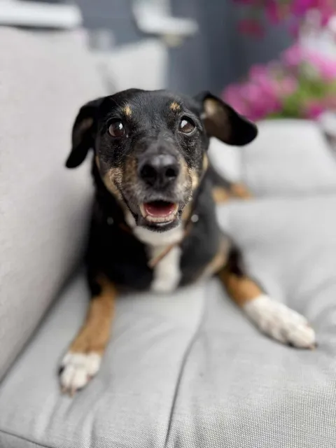 Pies do adopcji, Piła, 6 lipca 2025 (2/2)