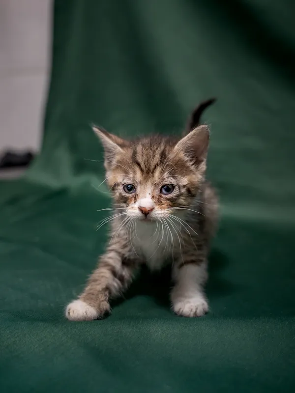 Znaleziono kota, Sosnowiec, 18 lipca 2025 (1/2)