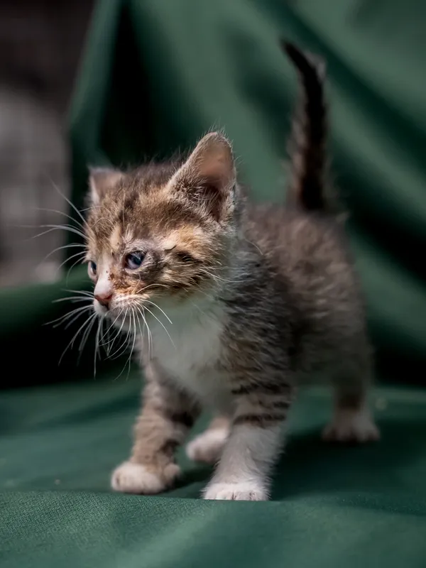 Znaleziono kota, Sosnowiec, 18 lipca 2025 (2/2)