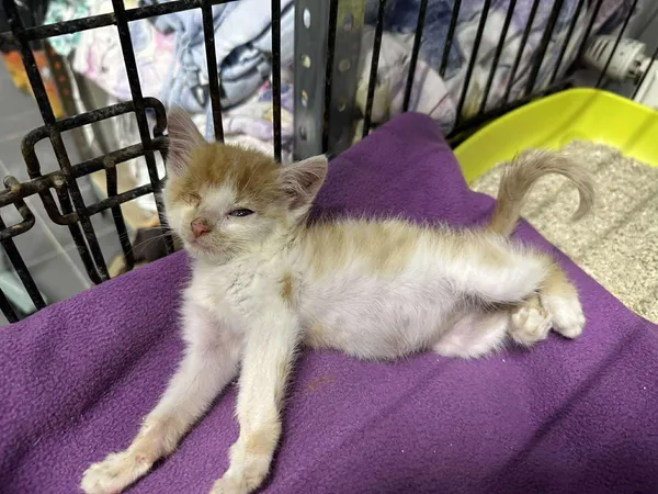 Znaleziono kota, Sosnowiec, 18 lipca 2025