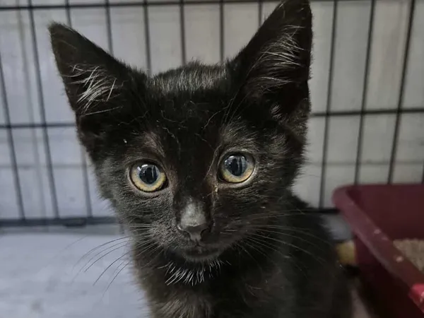 Znaleziono kota, Sosnowiec, 18 lipca 2025 (2/2)