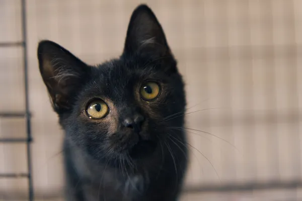 Znaleziono kota, Sosnowiec, 18 lipca 2025 (2/3)