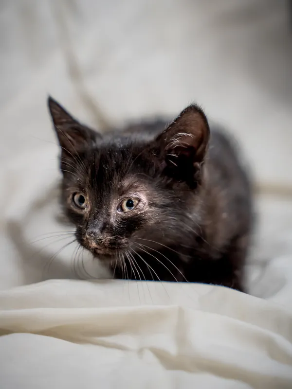 Znaleziono kota, Sosnowiec, 17 lipca 2025 (2/2)