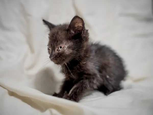 Znaleziono kota, Sosnowiec, 17 lipca 2025 (1/4)