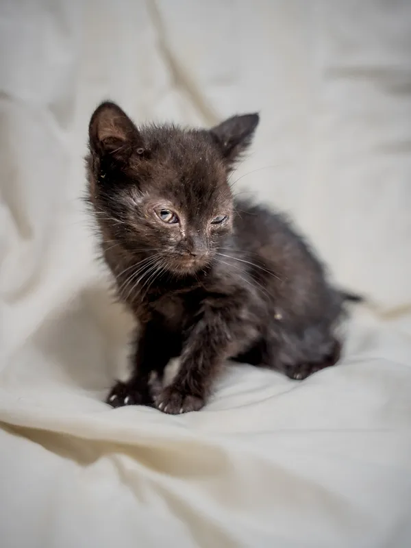 Znaleziono kota, Sosnowiec, 17 lipca 2025 (2/4)